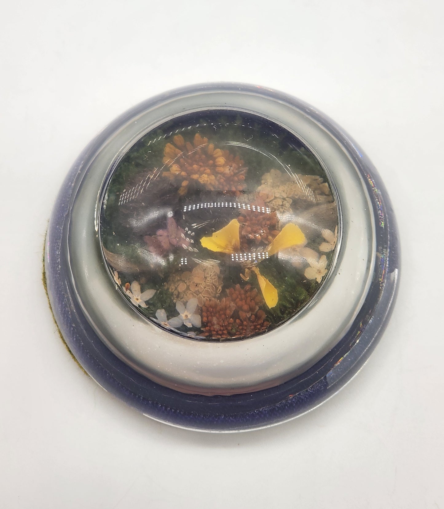 Vintage half dome glass paperweight - plants, flowers, pine cones 3"