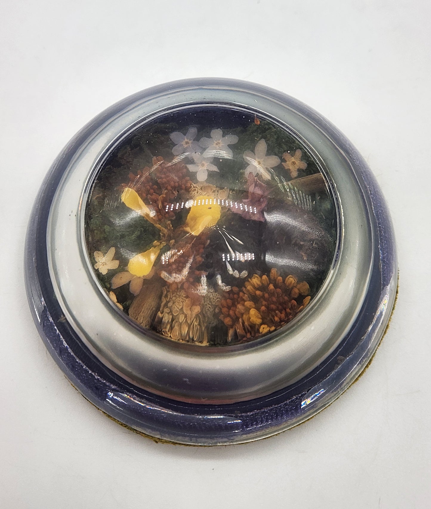 Vintage half dome glass paperweight - plants, flowers, pine cones 3"