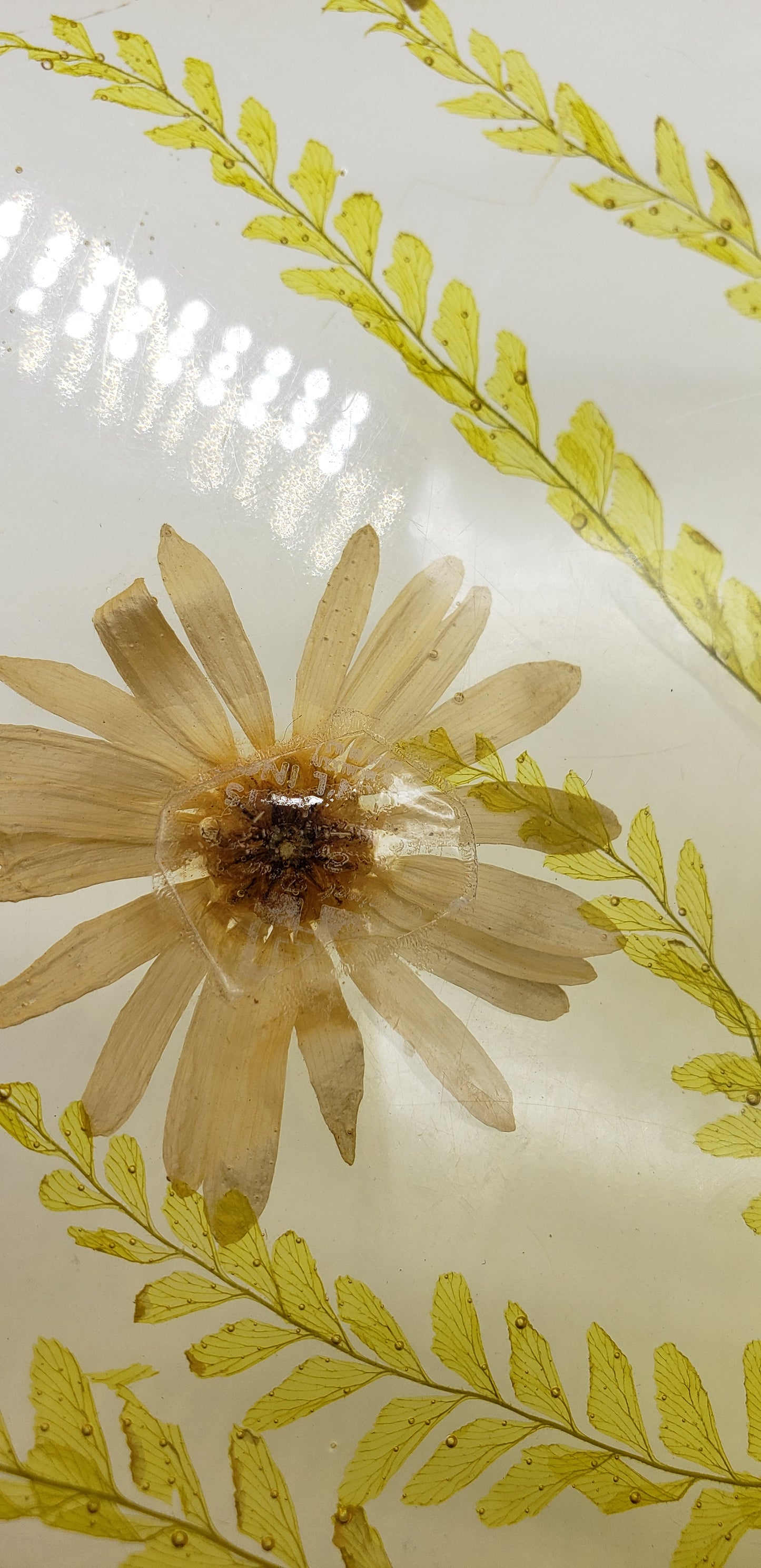 Acrylic Resin Trivet Footed Pressed Flowers With Butterfly Oval