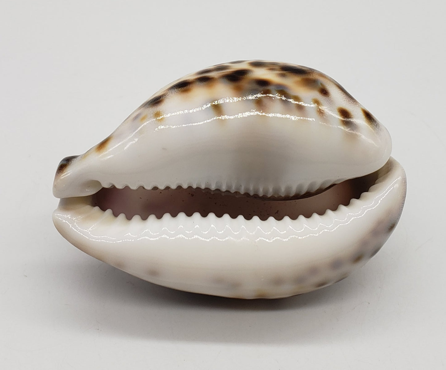 Leo Cowrie Shell