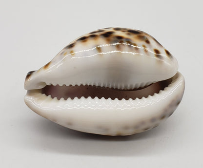 Leo Cowrie Shell