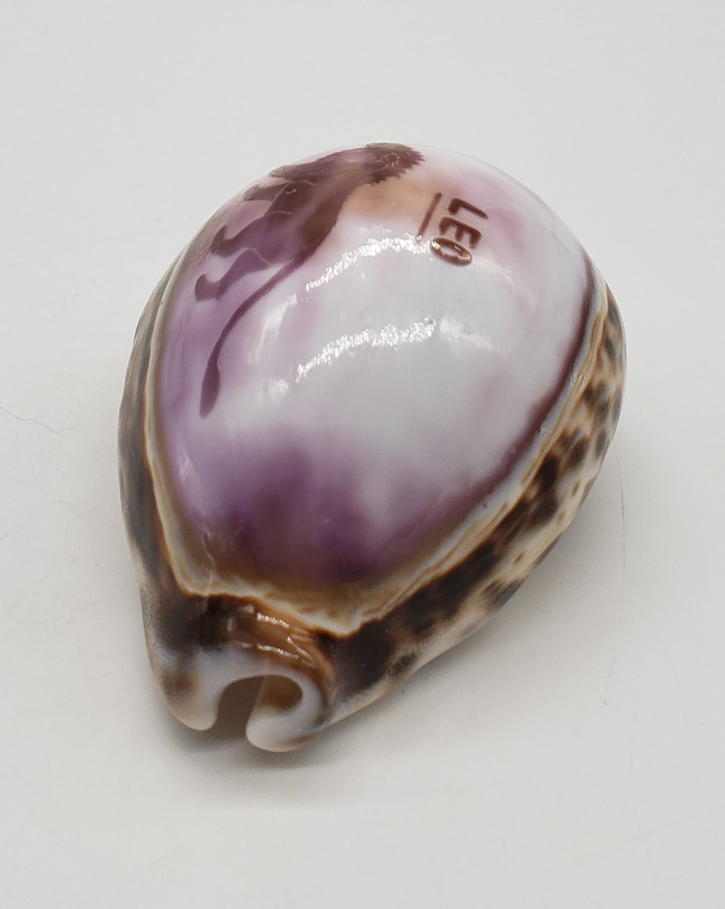 Leo Cowrie Shell