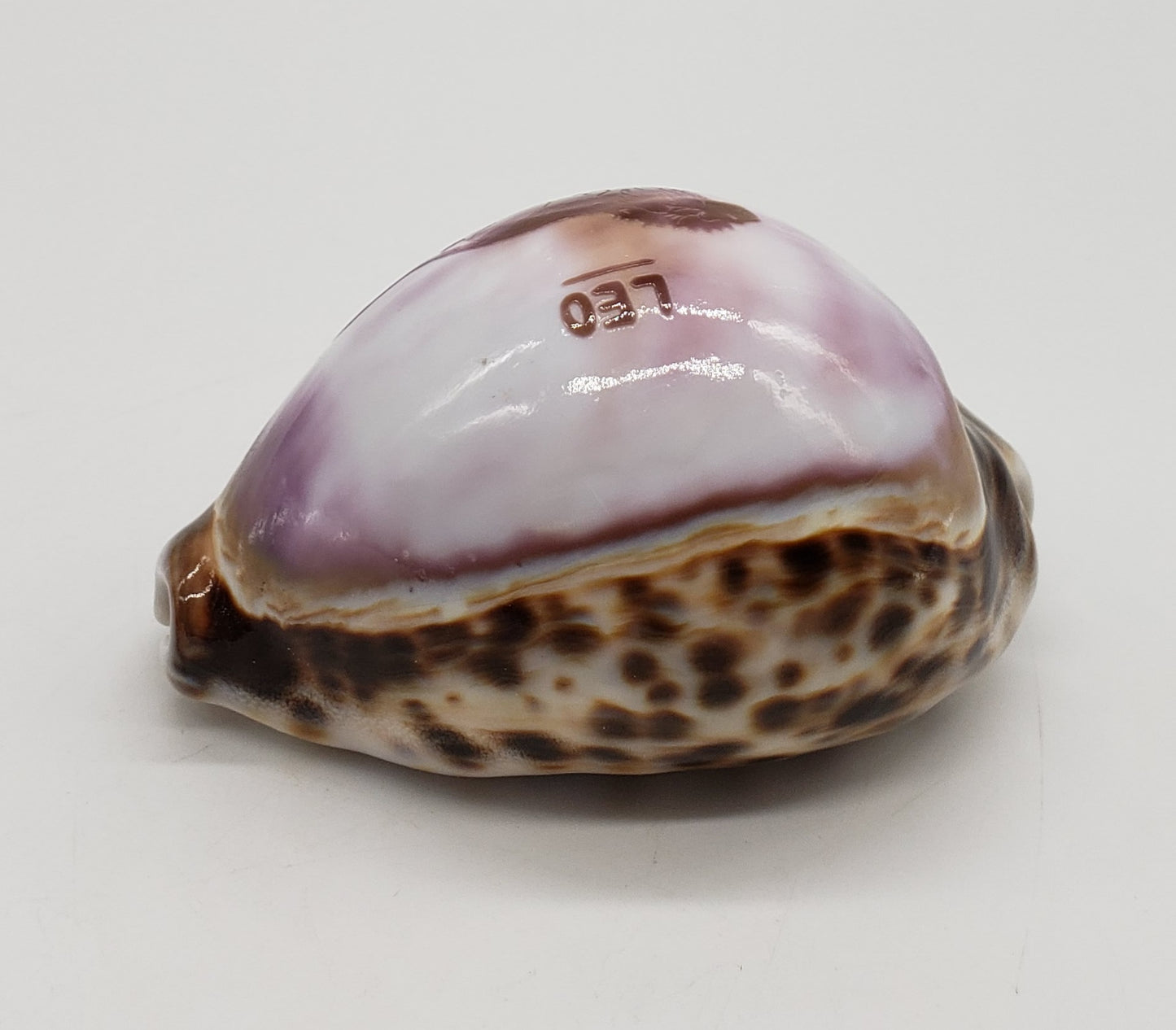 Leo Cowrie Shell