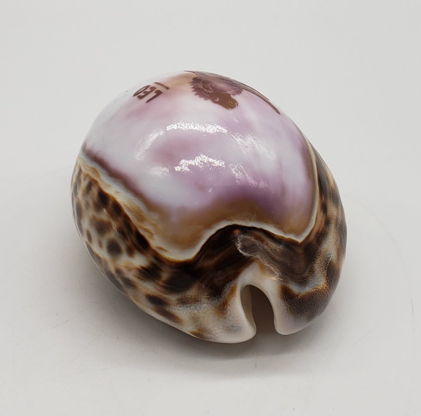 Leo Cowrie Shell