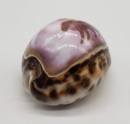 Leo Cowrie Shell