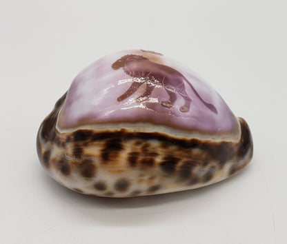 Leo Cowrie Shell